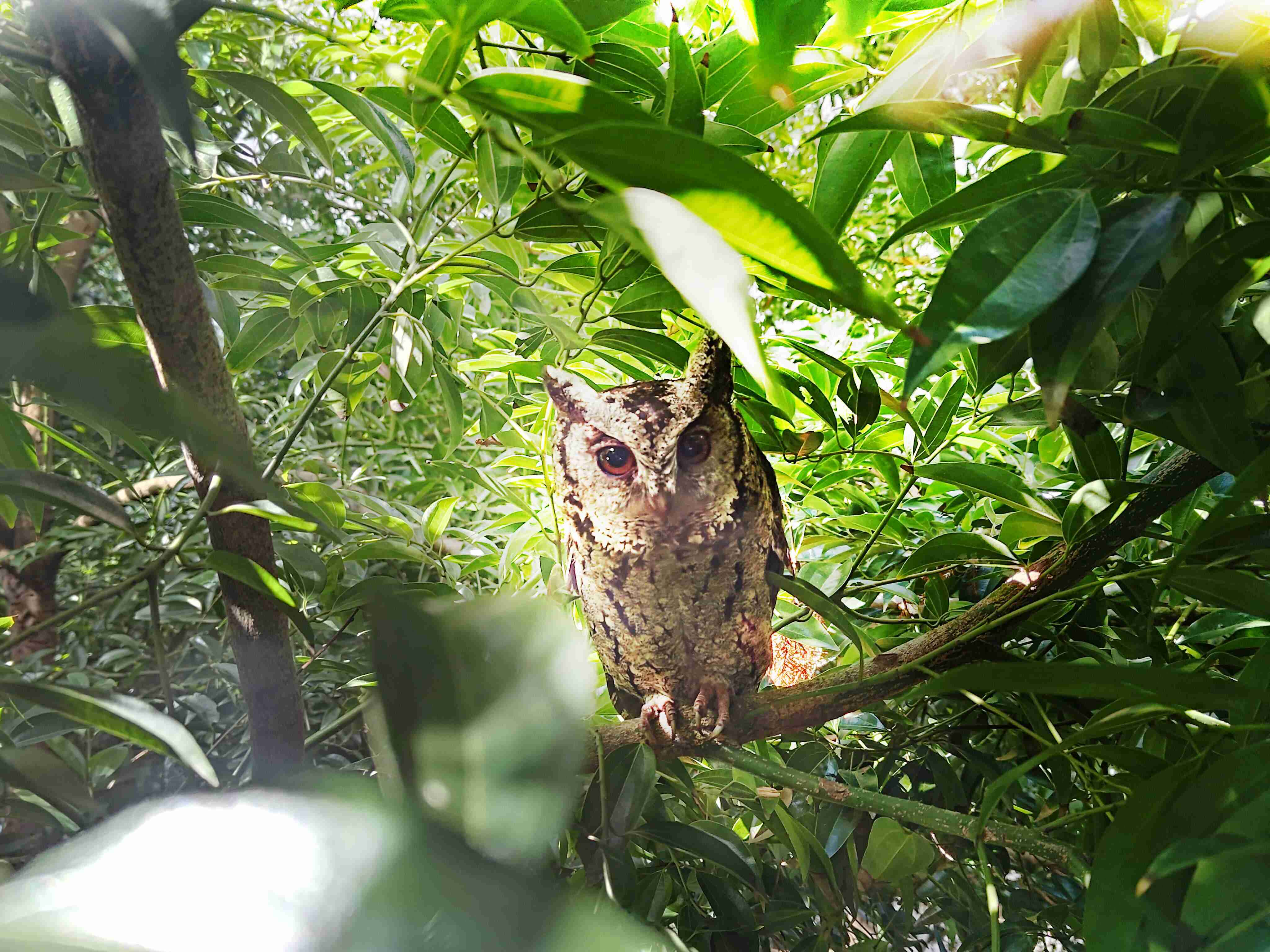 CG电子致力提倡净零绿生活，，16年以来在全球各厂区植树逾百万棵，，，造就各厂区树木蔚然成林，，，犹如森林工厂，，，，成为许多生物的栖息地